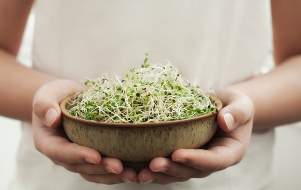 Bowl of Alfalfa Sprout