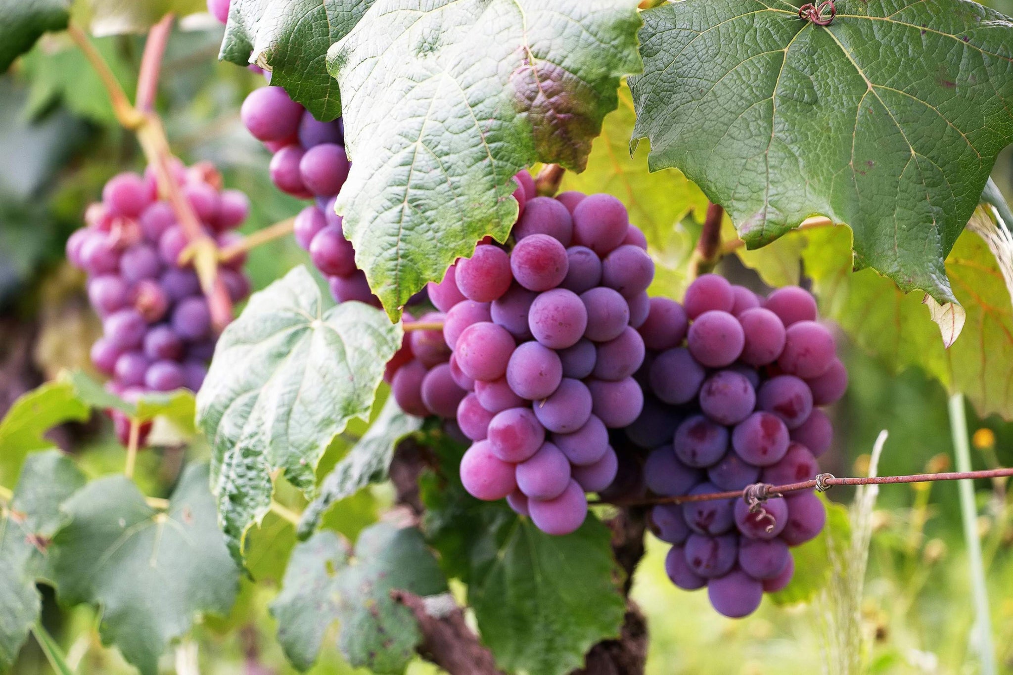The Benefits of Grape Seed Extract for Women with PCOS: An In-depth Study